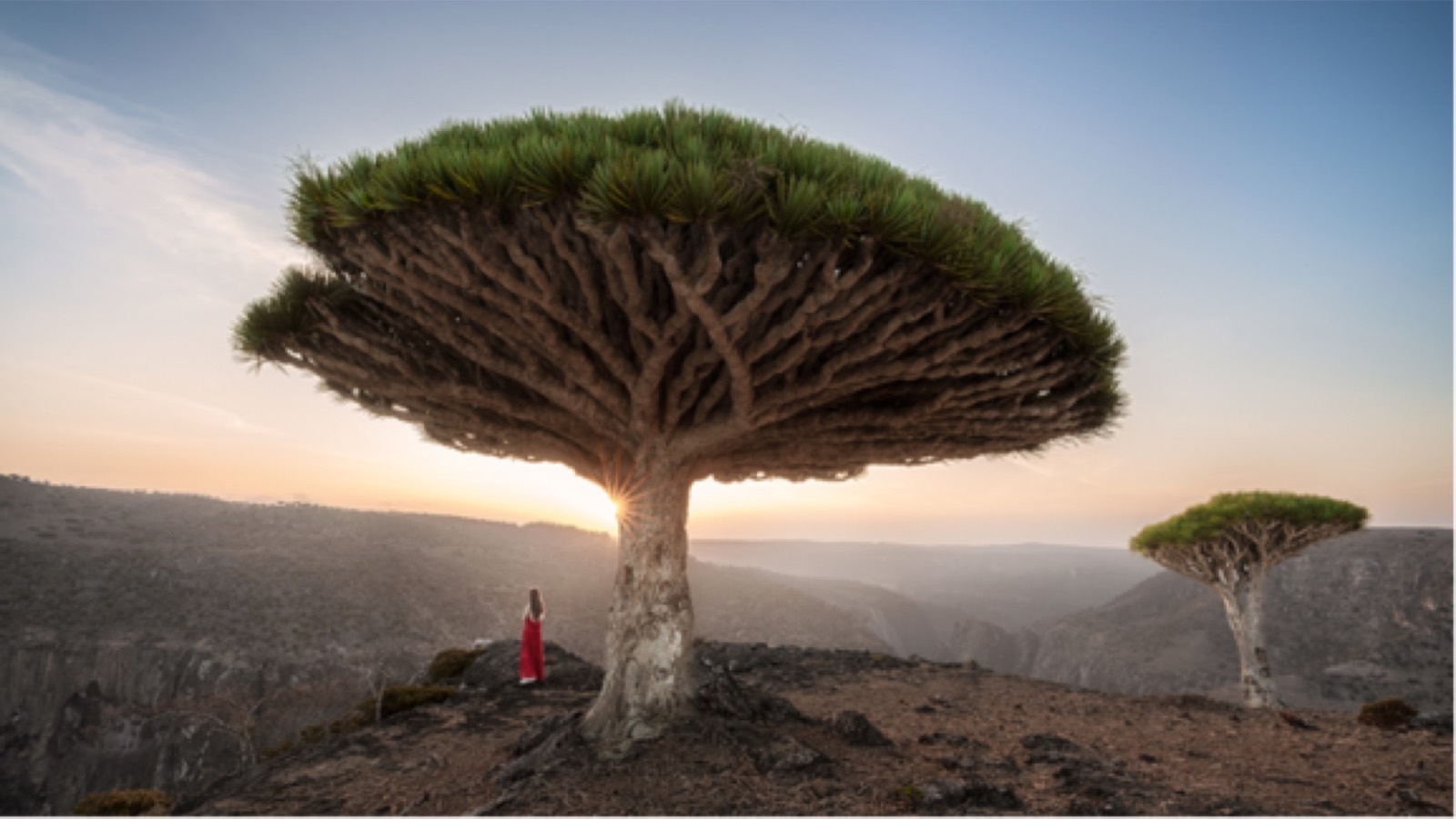 Dragon blood tree forest · Diksam plateau