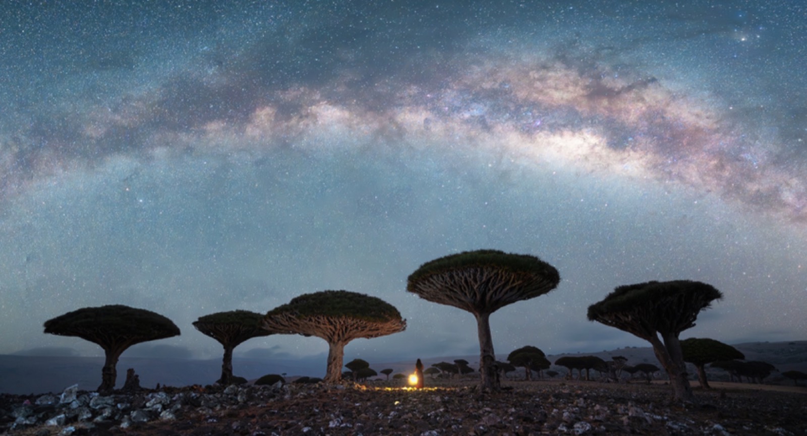 Dragon blood tree forest · Diksam plateau
