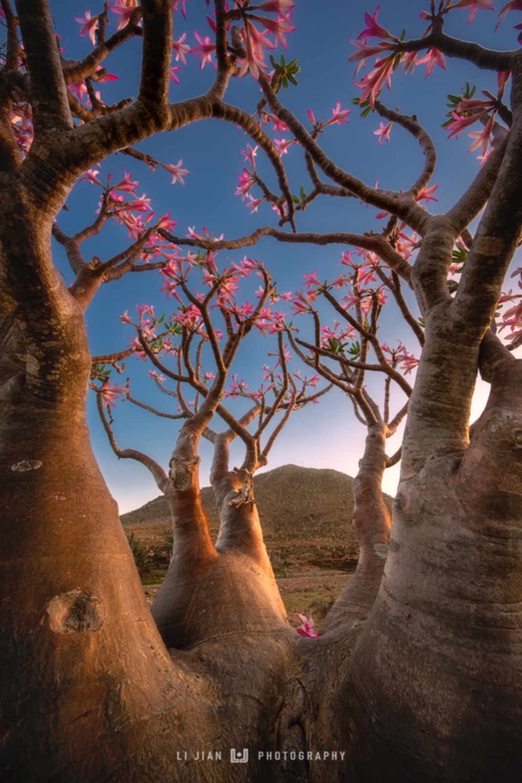 Momi plateau · desert rose