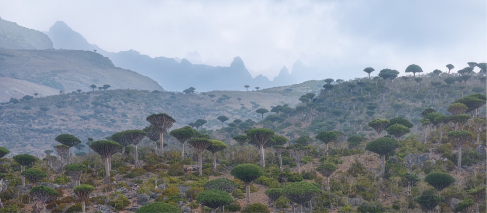 Central Essence