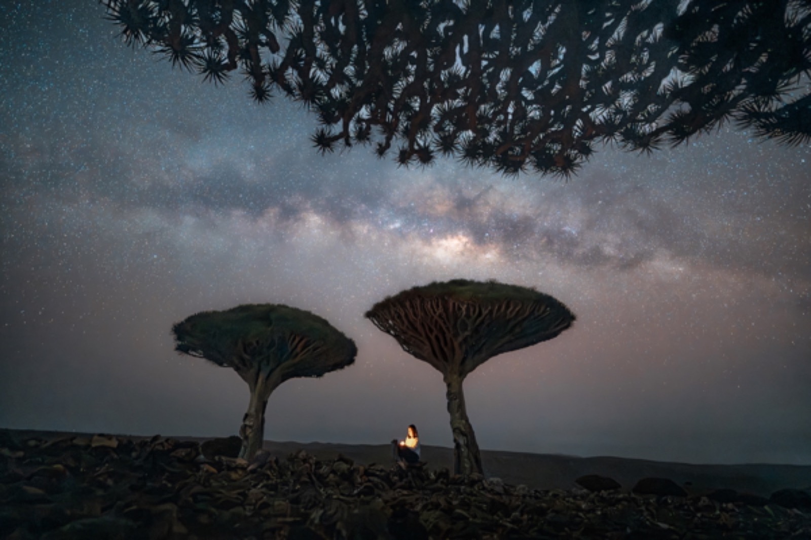 Dragon blood trees under the Milky Way